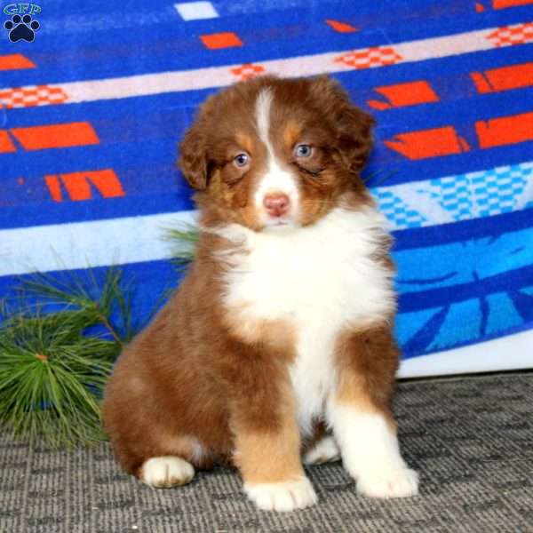 Annie, Australian Shepherd Puppy