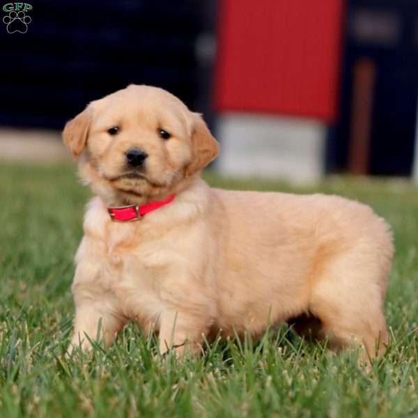 Annie, Golden Retriever Puppy