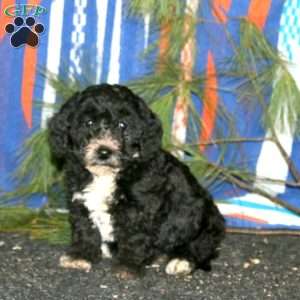Annie, Mini Goldendoodle Puppy