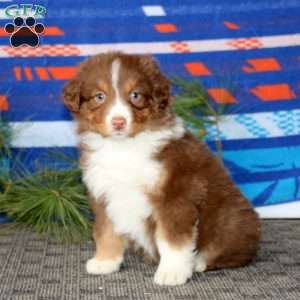 Annie, Australian Shepherd Puppy