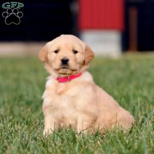 Annie, Golden Retriever Puppy