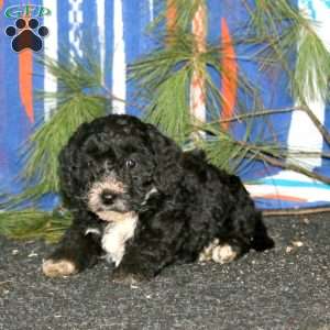 Annie, Mini Goldendoodle Puppy