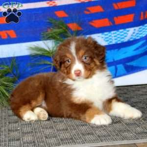Annie, Australian Shepherd Puppy