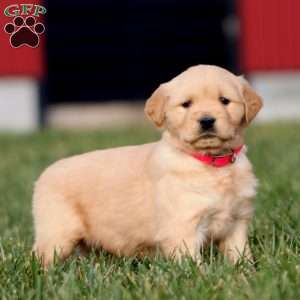 Annie, Golden Retriever Puppy
