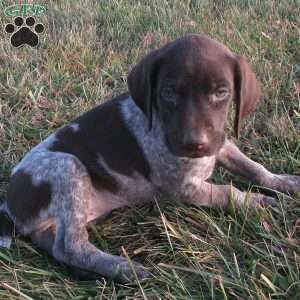 Annika, German Shorthaired Pointer Puppy