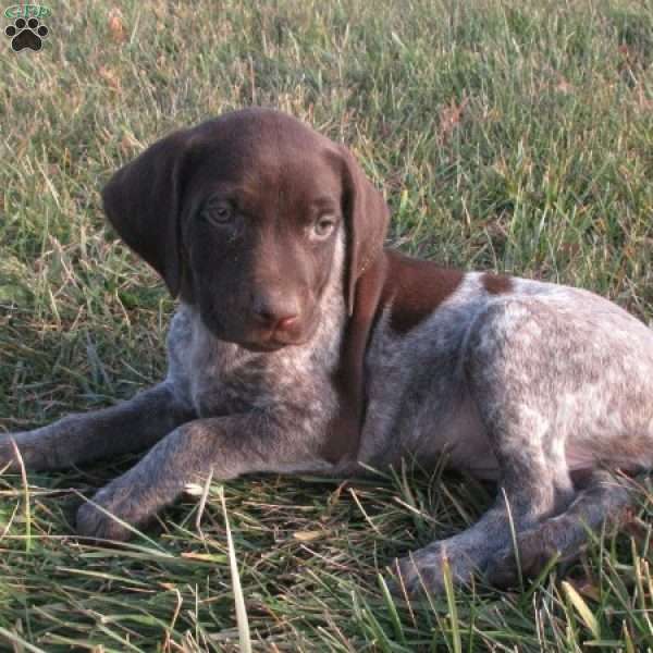 Annika, German Shorthaired Pointer Puppy