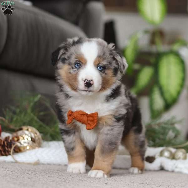 Anson, Miniature Australian Shepherd Puppy