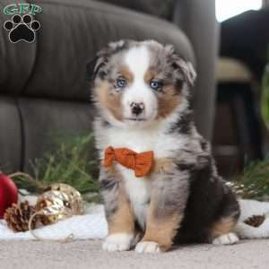 Anson, Miniature Australian Shepherd Puppy