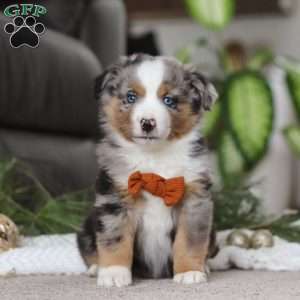 Anson, Miniature Australian Shepherd Puppy
