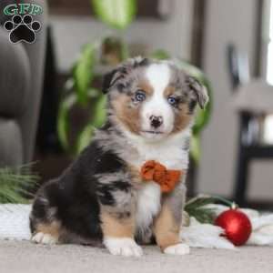 Anson, Miniature Australian Shepherd Puppy