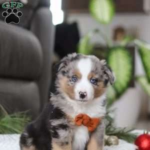 Anson, Miniature Australian Shepherd Puppy