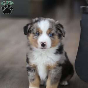 Anson, Miniature Australian Shepherd Puppy