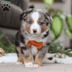 Anson, Miniature Australian Shepherd Puppy
