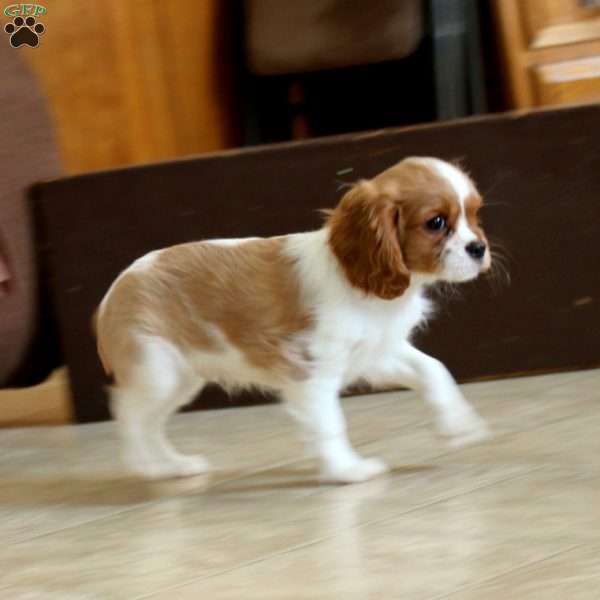Anthony, Cavalier King Charles Spaniel Puppy