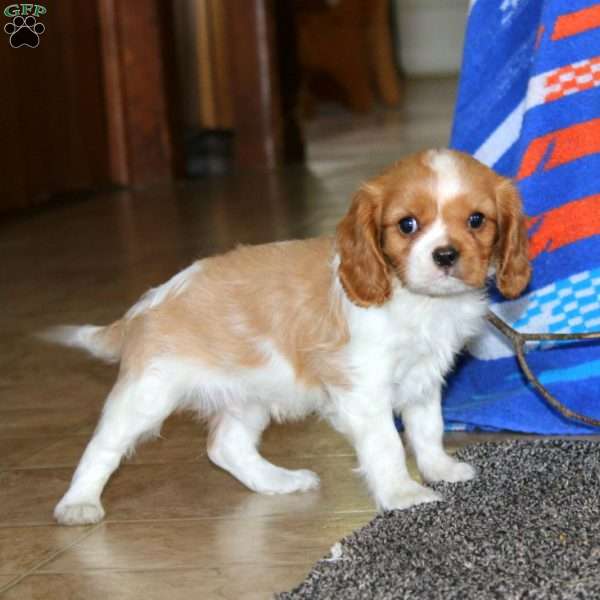 Anthony, Cavalier King Charles Spaniel Puppy