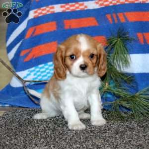 Anthony, Cavalier King Charles Spaniel Puppy