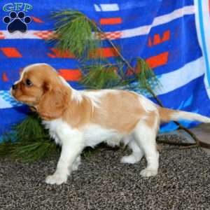 Anthony, Cavalier King Charles Spaniel Puppy