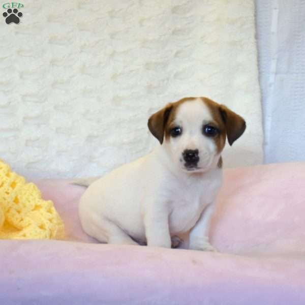 Anton, Jack Russell Mix Puppy