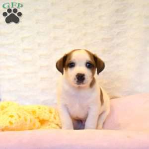 Anton, Jack Russell Mix Puppy