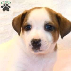 Anton, Jack Russell Mix Puppy
