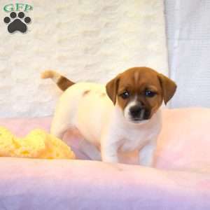 Antonia, Jack Russell Mix Puppy