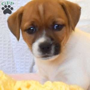 Antonia, Jack Russell Mix Puppy