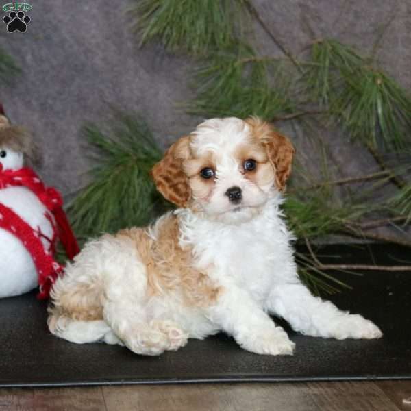 Antonio, Cavapoo Puppy
