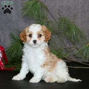 Antonio, Cavapoo Puppy