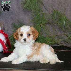Antonio, Cavapoo Puppy
