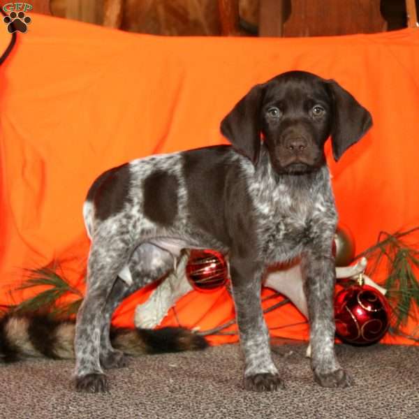 Apache, German Shorthaired Pointer Puppy