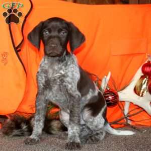 Apache, German Shorthaired Pointer Puppy