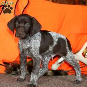 Apache, German Shorthaired Pointer Puppy
