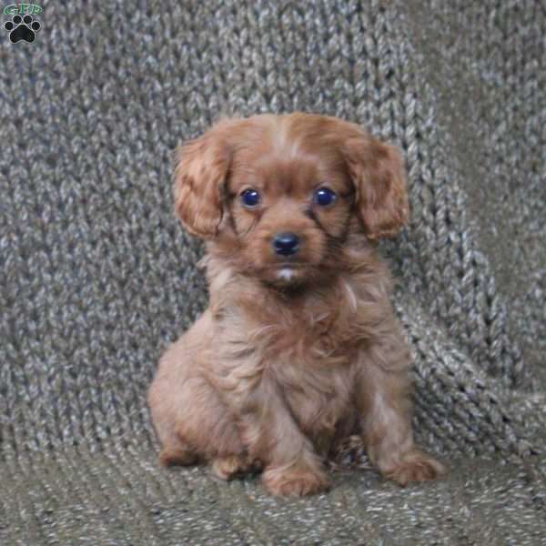 Apollo, Cavapoo Puppy