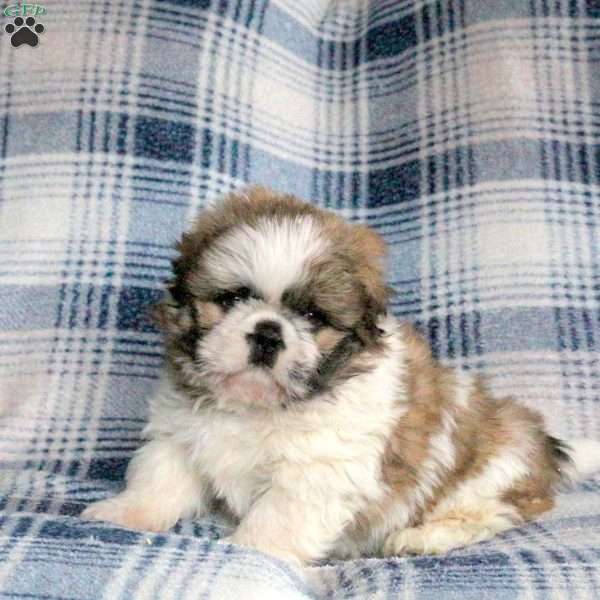 Apollo, Shih Tzu Mix Puppy