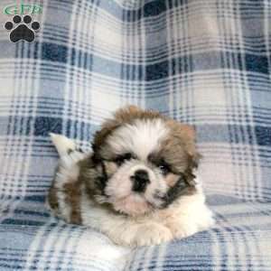 Apollo, Shih Tzu Mix Puppy