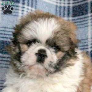 Apollo, Shih Tzu Mix Puppy