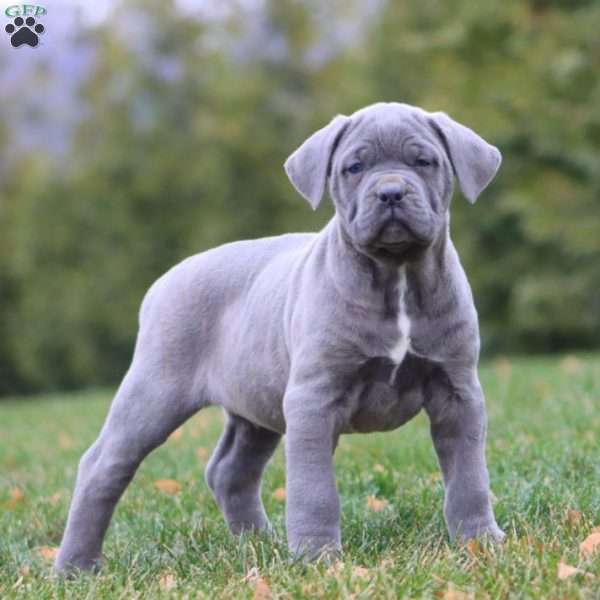 Apollo, Cane Corso Puppy