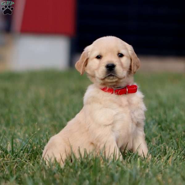 Apollo, Golden Retriever Puppy