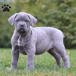 Apollo, Cane Corso Puppy