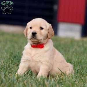 Apollo, Golden Retriever Puppy
