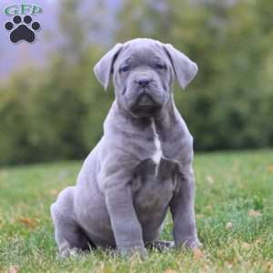 Apollo, Cane Corso Puppy
