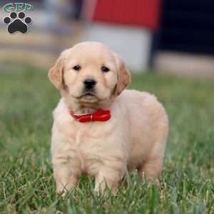 Apollo, Golden Retriever Puppy