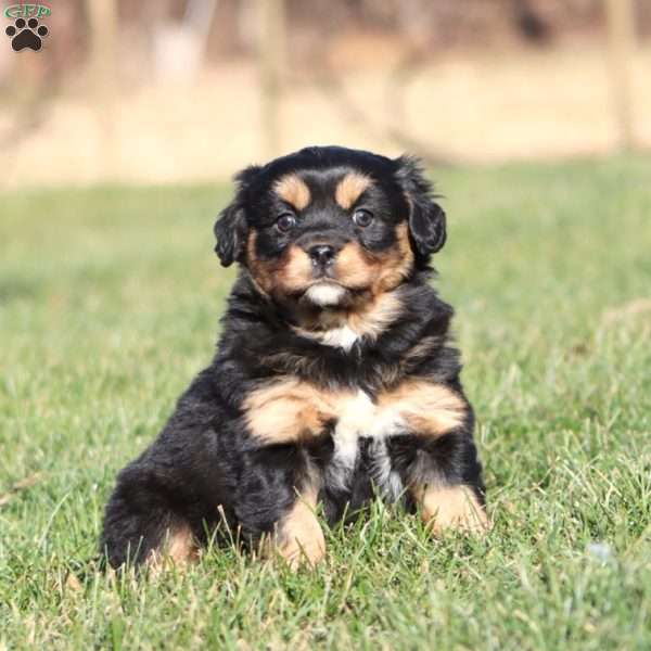 April, Shih Tzu Mix Puppy