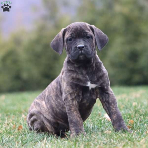 April, Cane Corso Puppy
