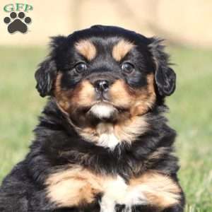 April, Shih Tzu Mix Puppy