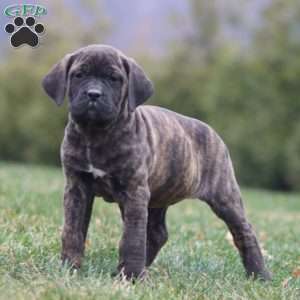 April, Cane Corso Puppy