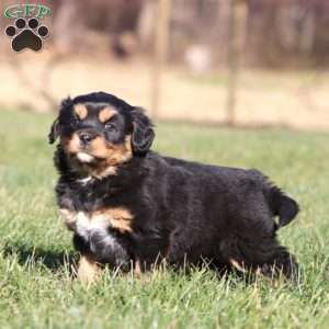 April, Shih Tzu Mix Puppy