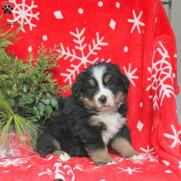 Archer, Bernese Mountain Dog Puppy