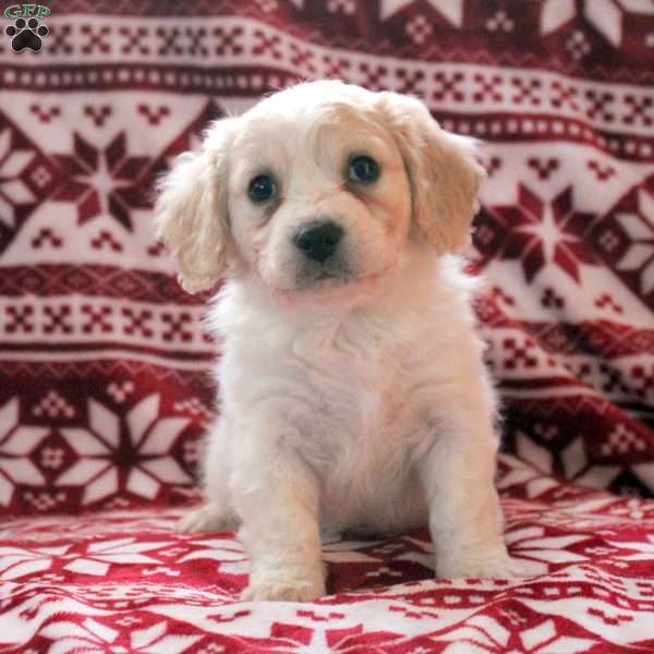 Archer, Cavachon Puppy