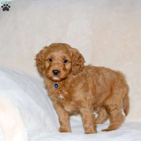 Archer, Cockapoo Puppy